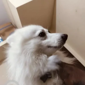 A White Pomeranian Dog Missing from CMWSSB Division 70, Chennai