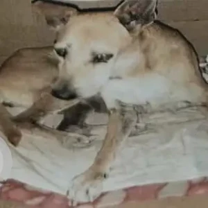 A White-Brown Mix Indie Dog Missing from C-3 Block, Janakpuri