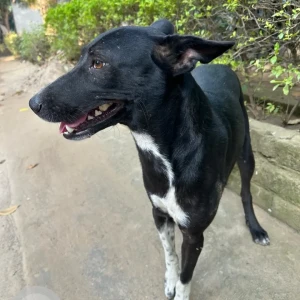 A Black and White Indie Dog Missing from Sector 43, Block C, Sushant Lok