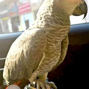 A Grey african parrot Bird Found from ajman