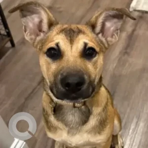 A Black and Brown German Shepherd/ Coonhound mix Dog Missing from Black Birch Dr/Eagle Brook Dr