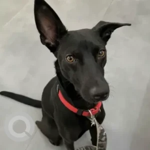 A Black Indie Dog Missing from Uppal, Nagole