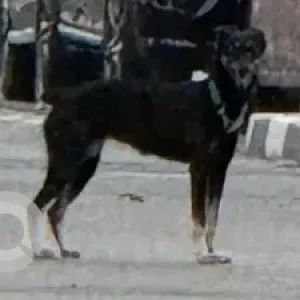 A Black Mix Dog Found from Al Jafiliya area