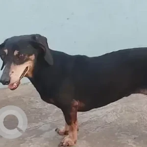 A Black and Brown Dachshund Dog Found from Bogadi