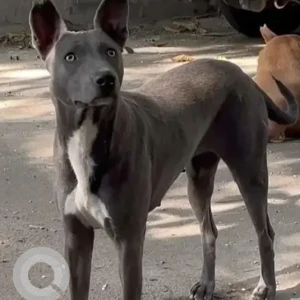 A Grey Indie Dog Missing from 16th Main Indiranagar-3