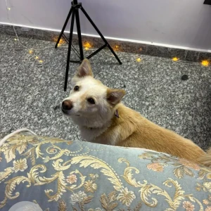 A White-Brown Mix Indie Dog Found from Mehrauli Archaeological Park