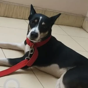 A Black and White Indie Dog Missing from Anand Parbat