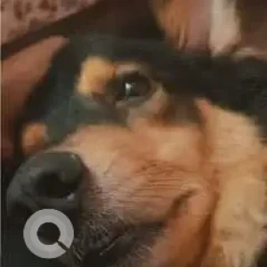 A Black and Brown German Shepherd Lab mix Dog Missing from Ishwar pharmacy, Marra, Pilerne-3