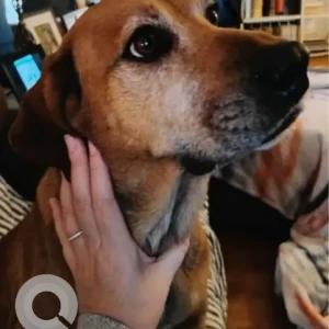 A Black and Brown Redbone Coonhound Dog Missing from Corrine Parkway/North St