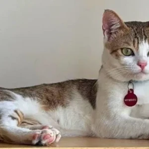 A White-Brown Mix Indie Cat Missing from Al Arina abode, Indiranagar-2