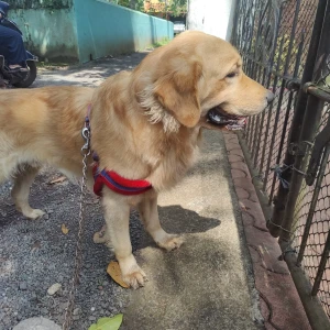 A Golden Golden Retriever Dog Found from Routa Vaddo, Nagoa-3