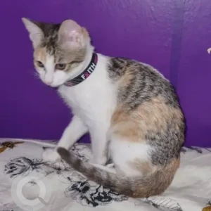 A White and Grey Domestic Shorthair Cat Missing from Muraqabat area