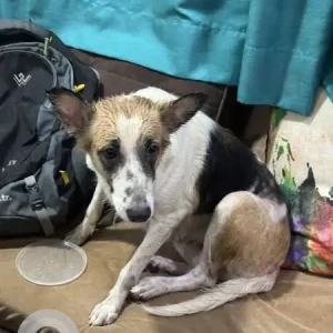 A White-Brown Mix Indie Dog Found from Andheri West, Mumbai