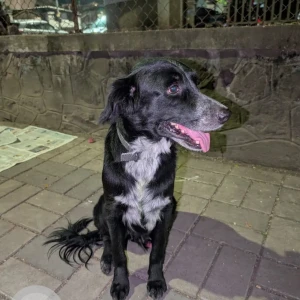 A Black and White Indie Dog Missing from Vamnicom society near Pune university