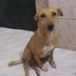 A Brown Indie Dog Missing from Chaska restaurant Pitampura