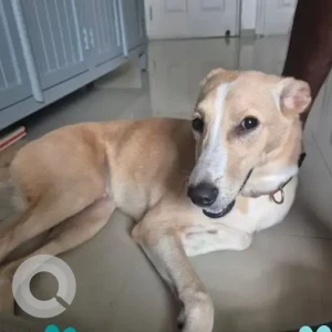 A White-Brown Mix Indie Dog Found from Sector 65, Gurugram