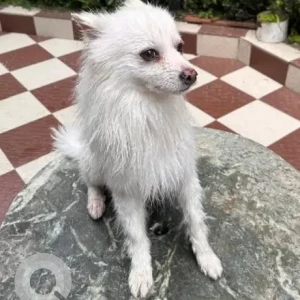 A White Pomeranian Dog Missing from Upper Sichey