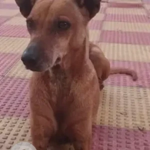 A White-Brown Mix Indie Dog Missing from Mohalla, Vontikoppal