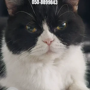 A Black and White British Shorthair Cat Missing from EK 2 Staff Accommodation, Muhaisnah 4