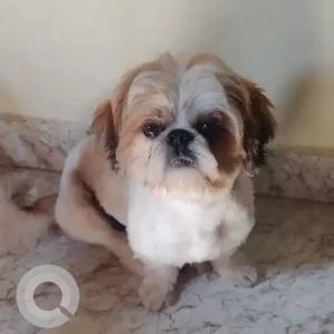 A White-Brown Mix Shih Tzu Dog Missing from Btm layout 2nd stage
