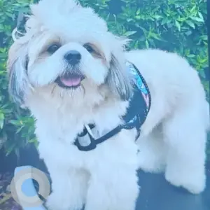 A White Shih Tzu Dog Missing from Kanajiguda, Dmart, Shoba gardens