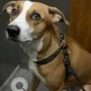 A White-Brown Mix Indie Dog Missing from Ghatkopar East, Mumbai-3