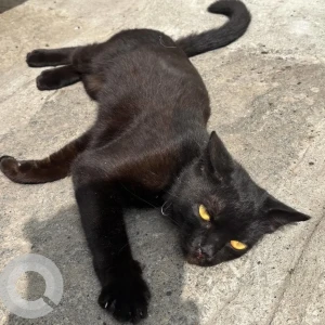 A Black Indie Cat Found from Jayanagar SRK garden-2