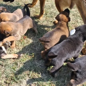 Male Mix Dog Adoption for Adoption in 