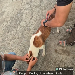 Rabies vaccination-60