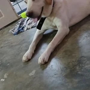 A White Labrador Dog Missing from Jigani Hobli, Anekal Taluk-4