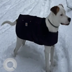 A White-Brown Mix Lab/Pitbull X Dog Missing from Fallon St Parking Lot/Entrance to Fells/Park St