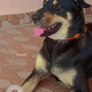 A Black and Brown Indie Dog Missing from Tata Sherewood Basavanagar, Noble House Apartment-2