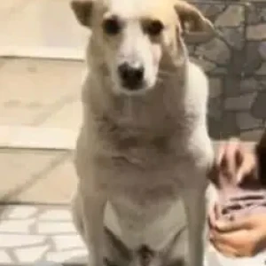 A White-Brown Mix Indie Dog Missing from Punjabi Bagh West Metro Station
