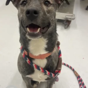 A Grey-White Mix Mix Dog Found from Balfour St, Dorchester