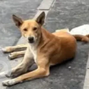 A White-Brown Mix Indie Dog Found from Vaishali, Pitampura