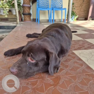 A Brown Labrador Dog Found from Itanagar-2
