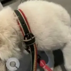 A White Spitz Dog Found from Mylai Ranganathan Street, T. Nagar-3