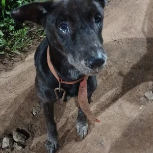 A Black Indie Dog Found from Beach Road Candolim