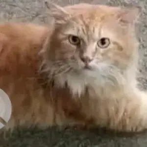 A White-Brown Mix Persian Cat Missing from Vashi Naka, Chembur-2