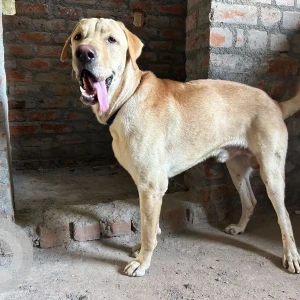 A Golden Indie Dog Found from Iyapakkam, Chennai