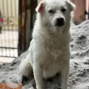 A White Indie Dog Missing from JP Nagar 3rd Stage-2