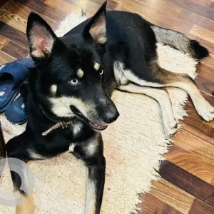 A Black Indie Dog Missing from Sarai Metro Station