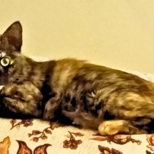 A Black and Brown Local Tortie Cat Found from Porvorim, Porvorim-2