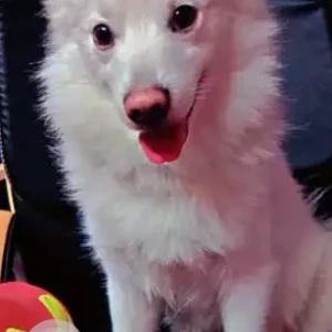 A White Pomeranian Dog Missing from Ashwath nagar Marathahalli