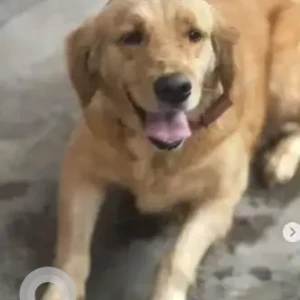 A White-Brown Mix Golden Retriever Dog Found from Shivaji Nagar, Bengaluru-2