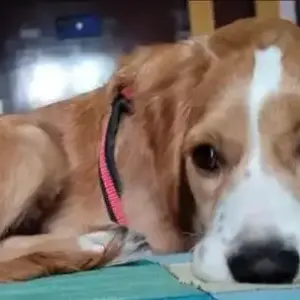 A White-Brown Mix Indie Dog Missing from Ballayya Sastry Layout-2