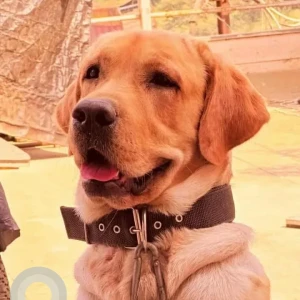 A Brown Labrador Dog Missing from Kharadi, Pune