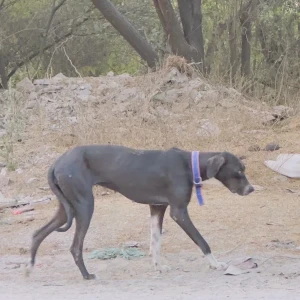 A Black Great Dane Dog Found from Faridabad-Dera Mandi