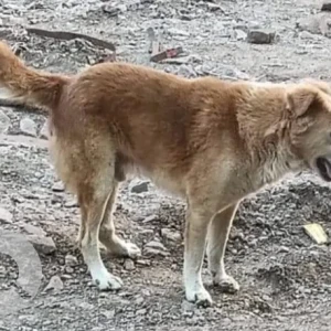 A White-Brown Mix Indie Dog Missing from Rose Parade society NIBM road-2