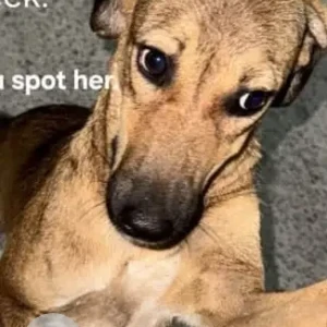 A Black and Brown Indie Dog Missing from Charmwood Village